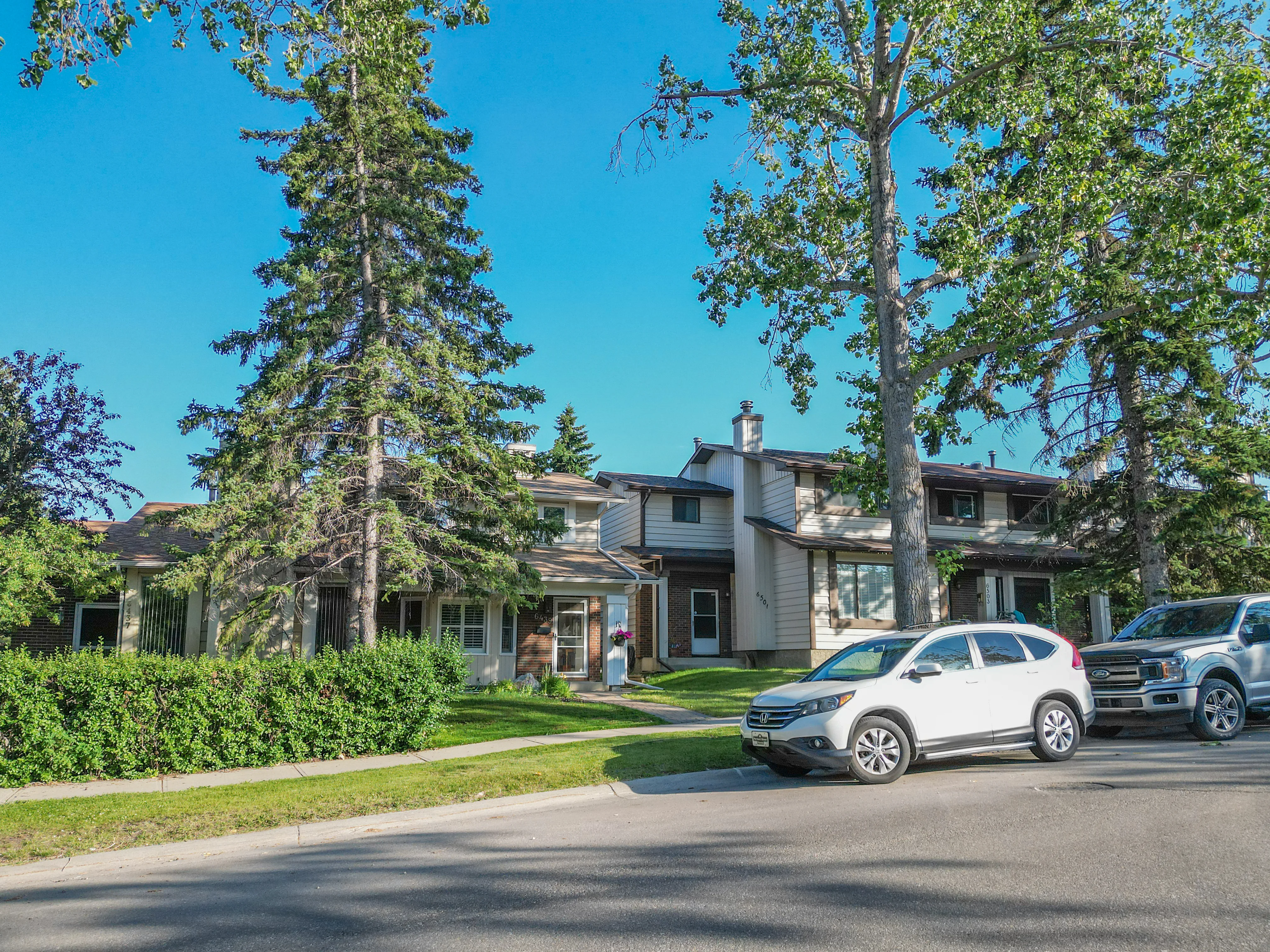 Older homes behind mature spruce trees on a quiet street